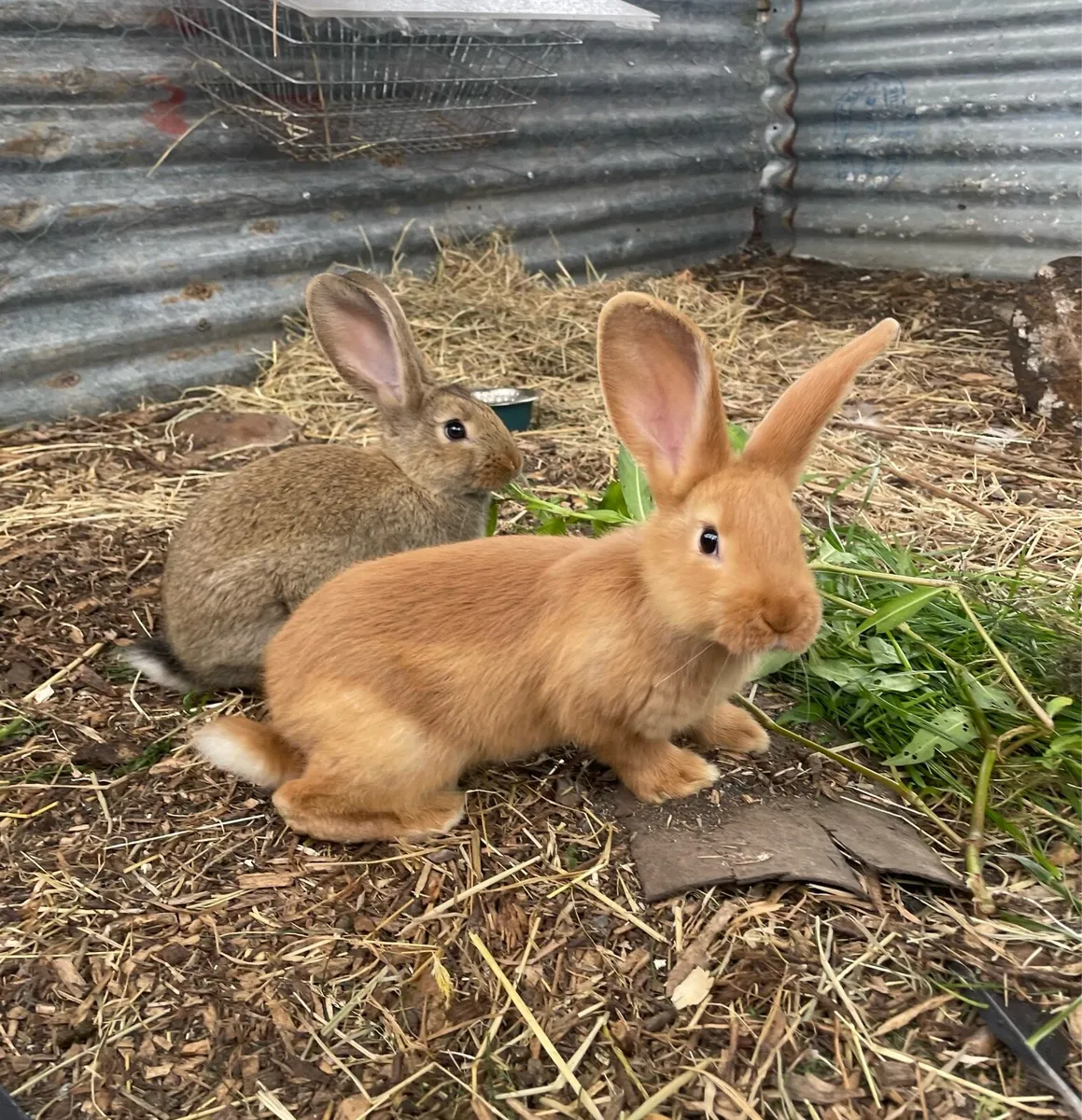New Zealand Rabbits - Image 3