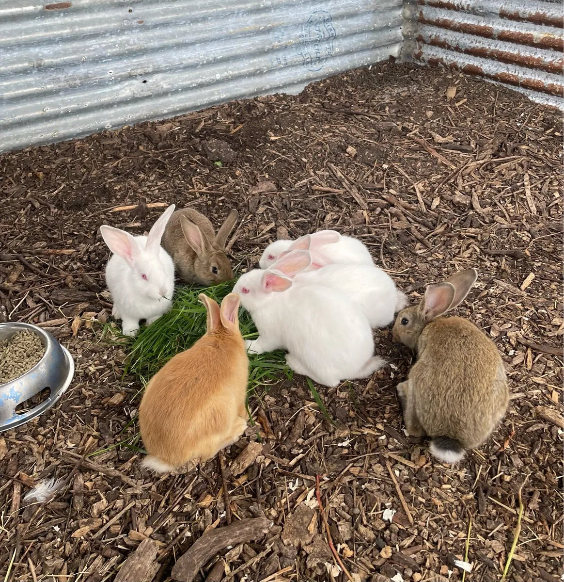 New Zealand Rabbits - Image 2