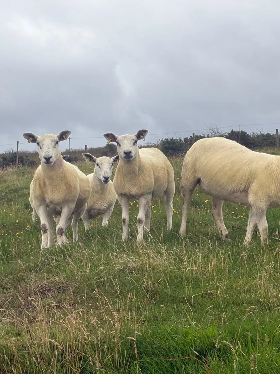 Hogget ewes - Image 3