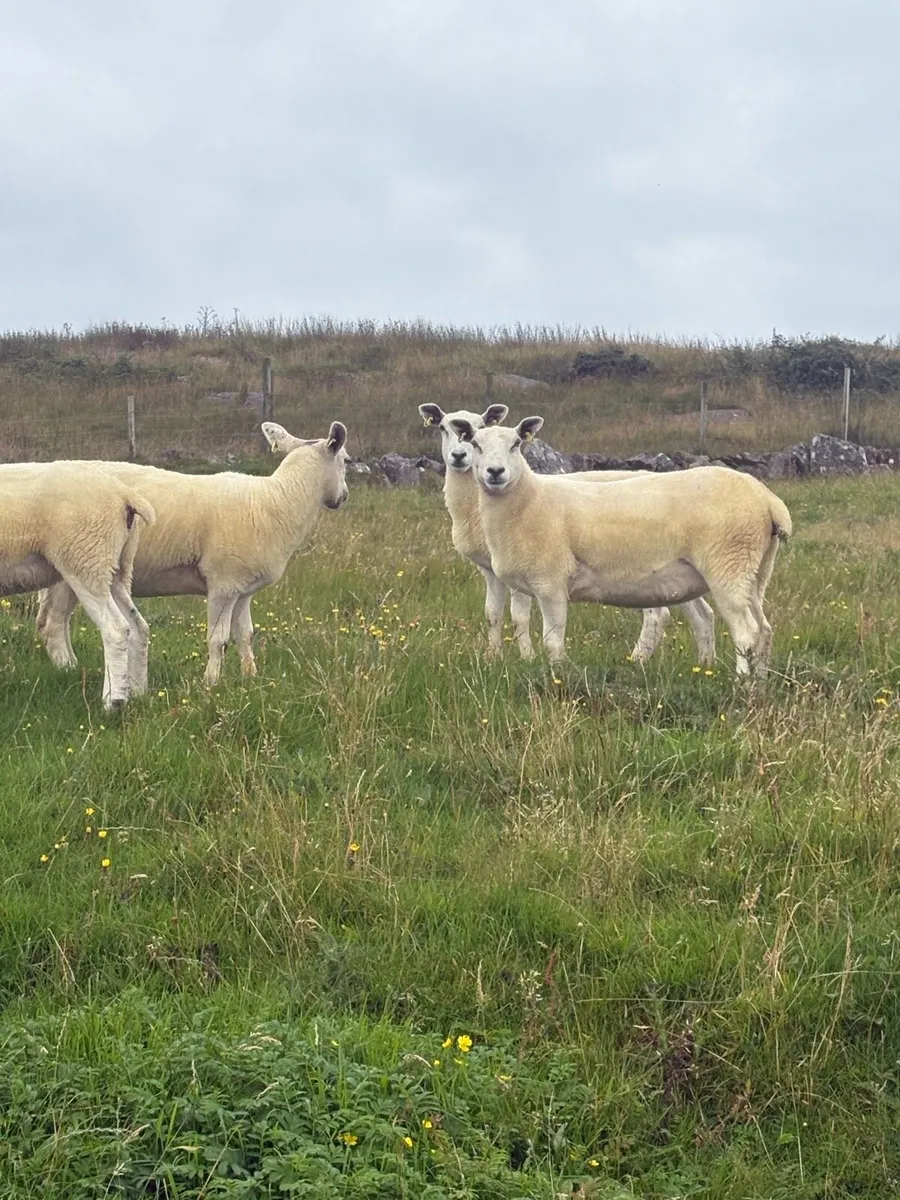 Hogget ewes - Image 4
