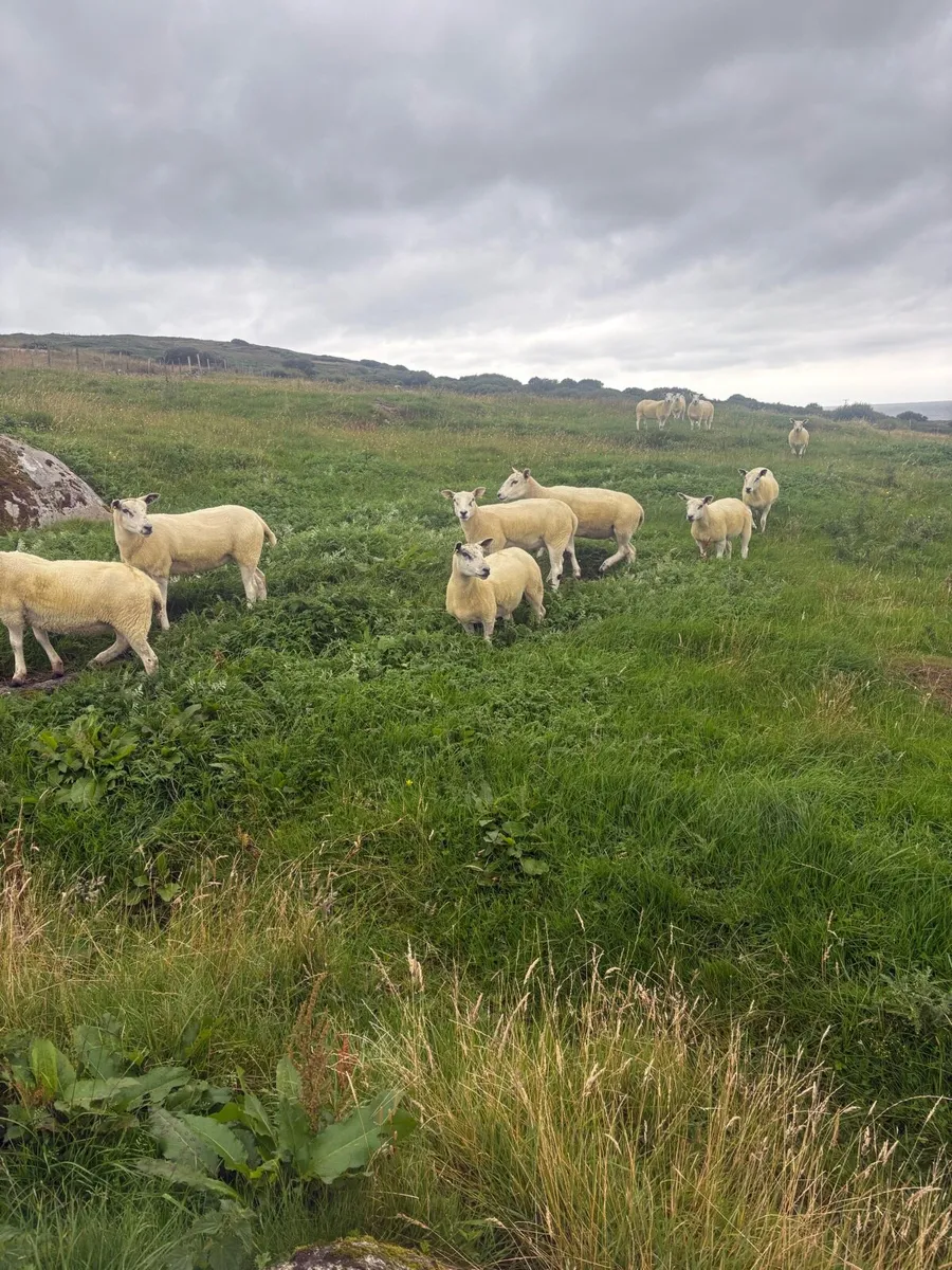 Hogget ewes - Image 2