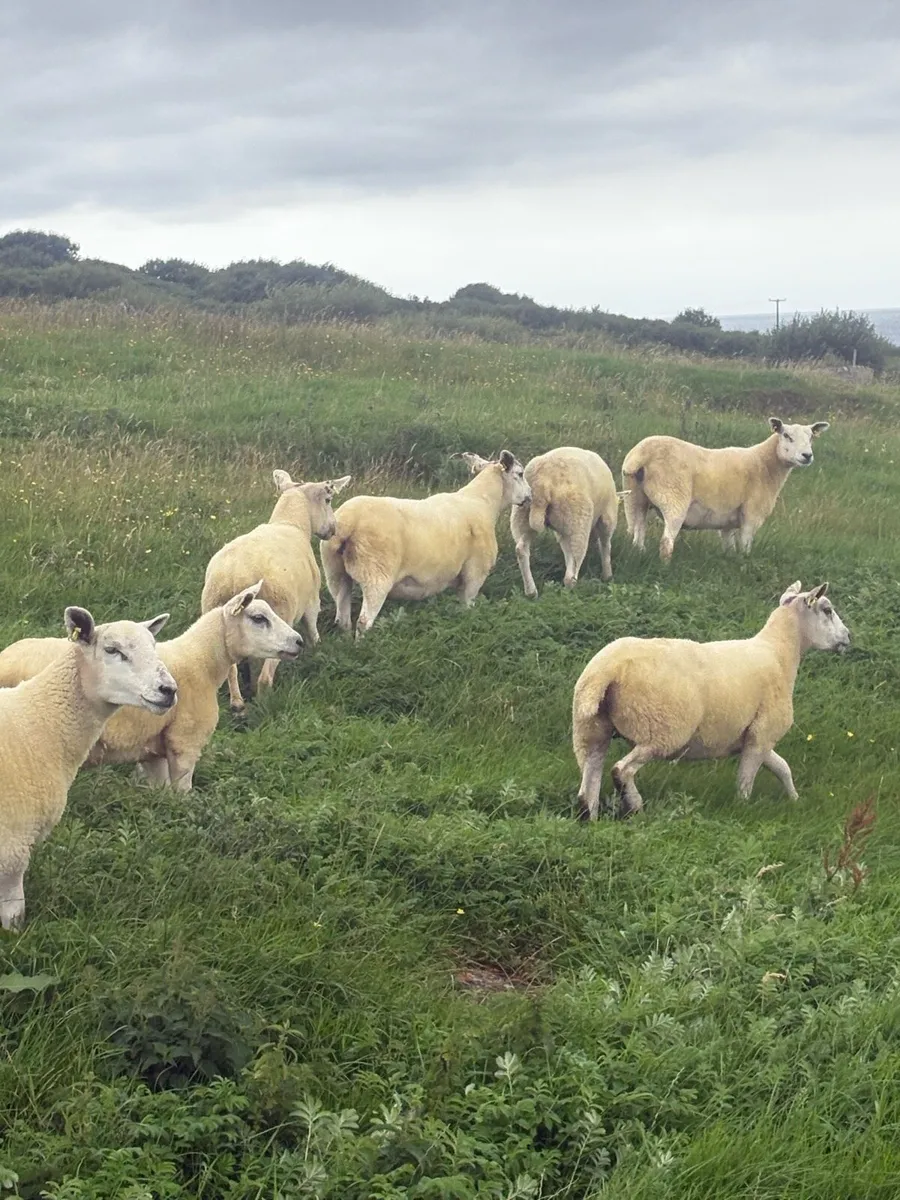 Hogget ewes - Image 1