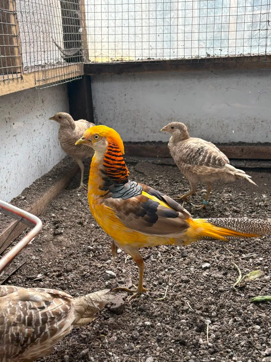 Young Yellow Golden Pheasants - Image 1