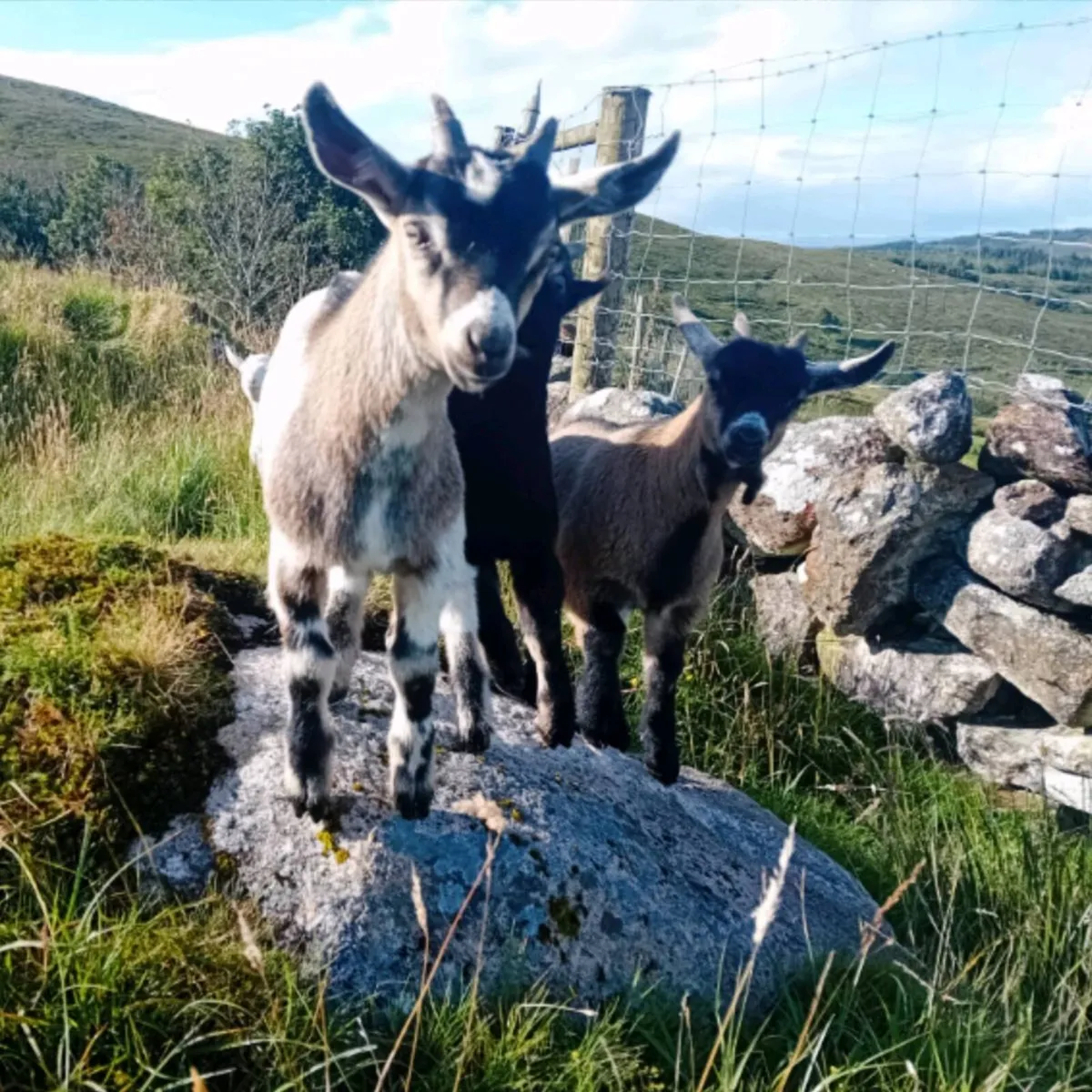 Pigmy cross goats 2 months old - Image 1
