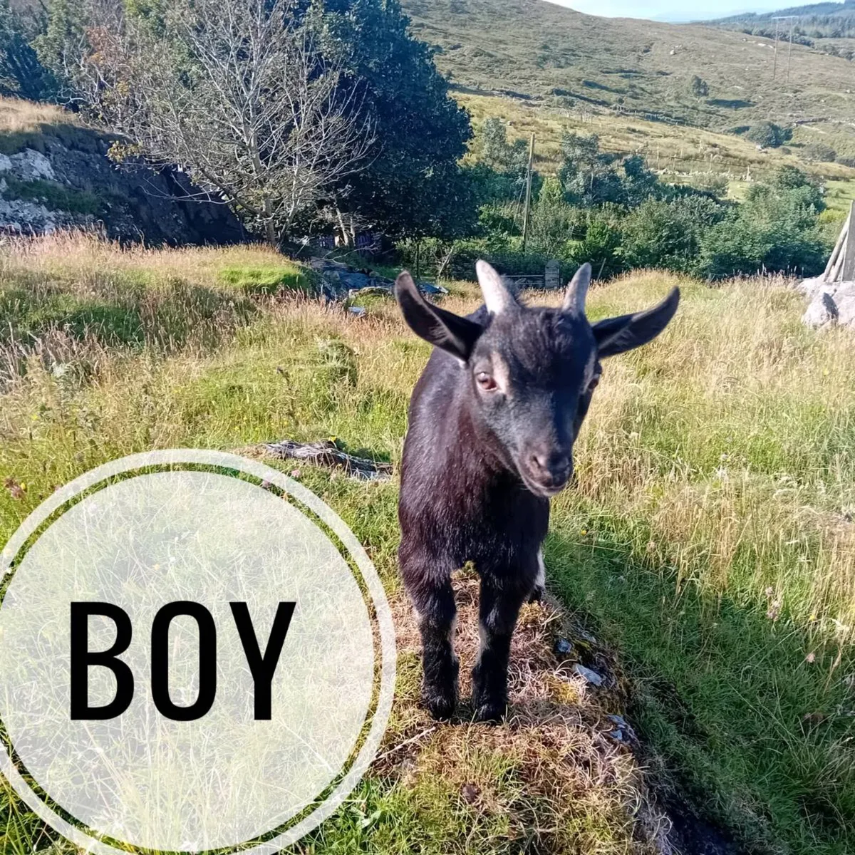 Pigmy cross goats 2 months old - Image 2