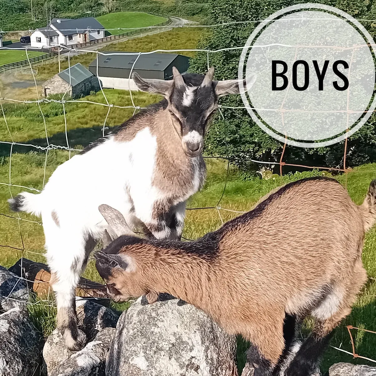 Pigmy cross goats 2 months old - Image 4