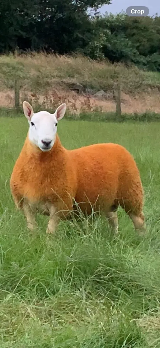 North country Cheviot Rams - Image 1