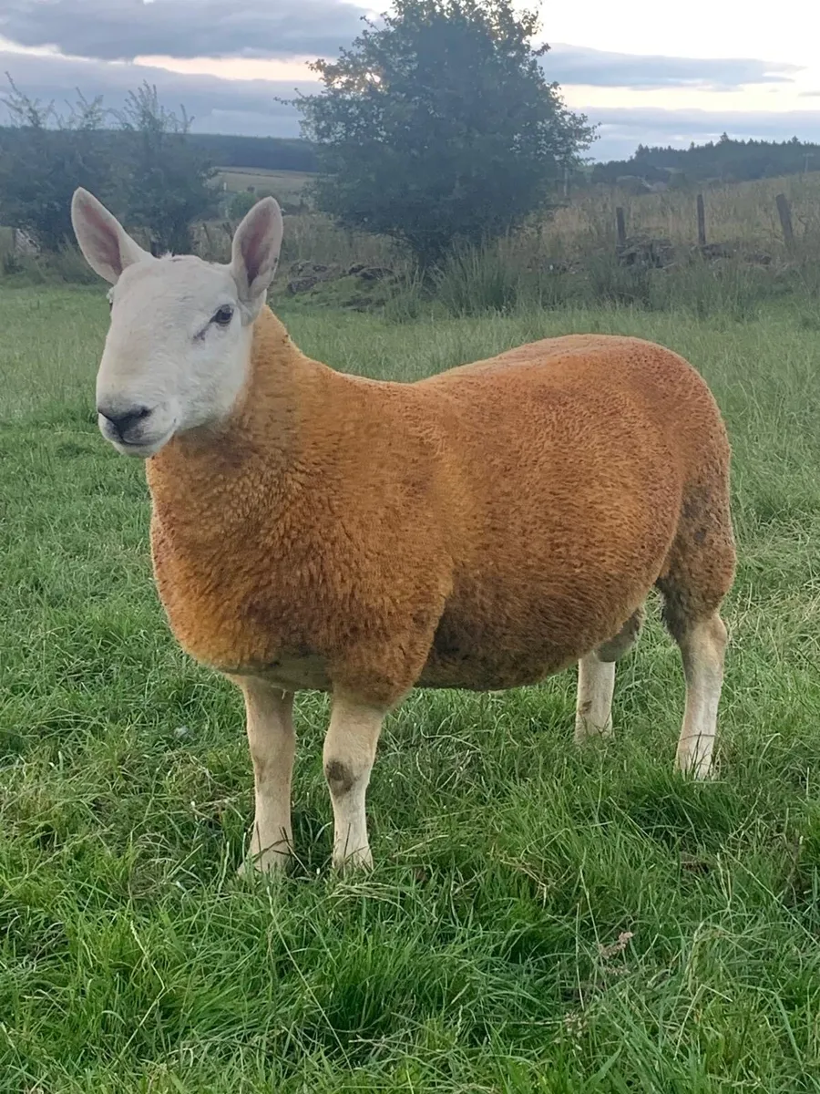 North country Cheviot Rams - Image 2