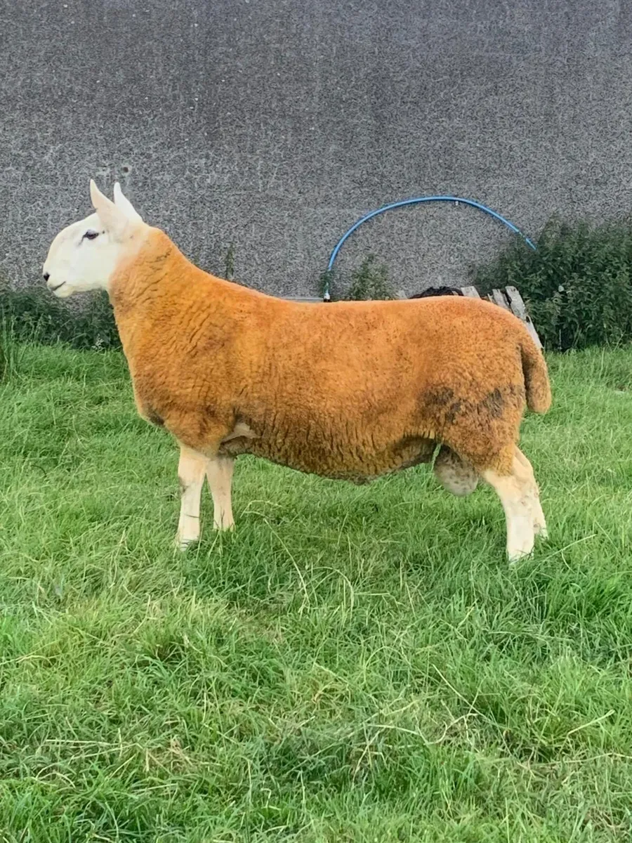 North country Cheviot Rams - Image 3