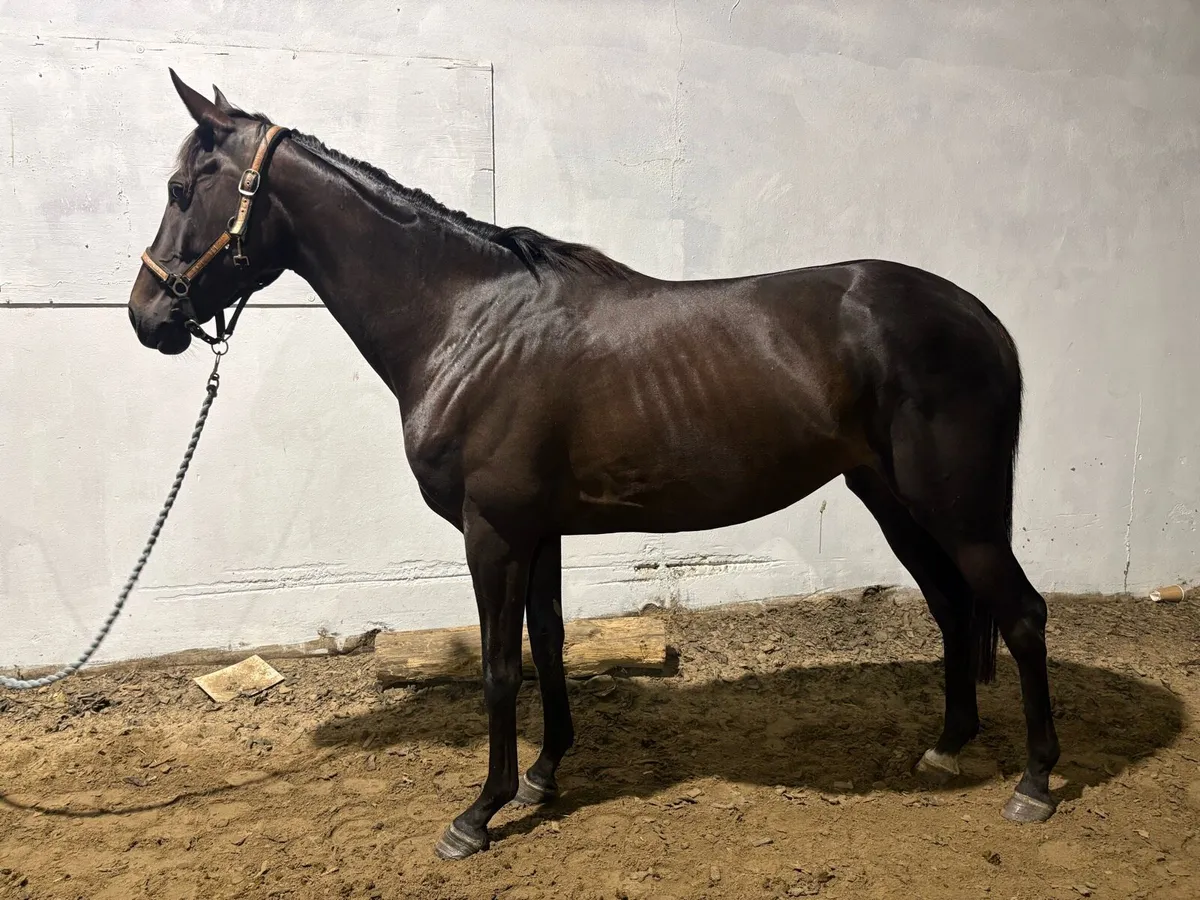 16hh mare 5 year old - Image 2