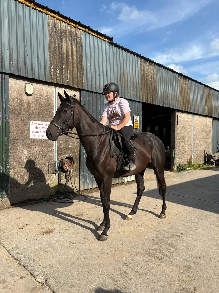 16hh mare 5 year old - Image 1