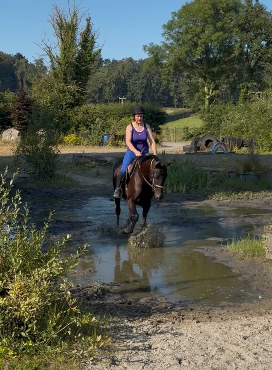 16hh mare 5 year old - Image 4