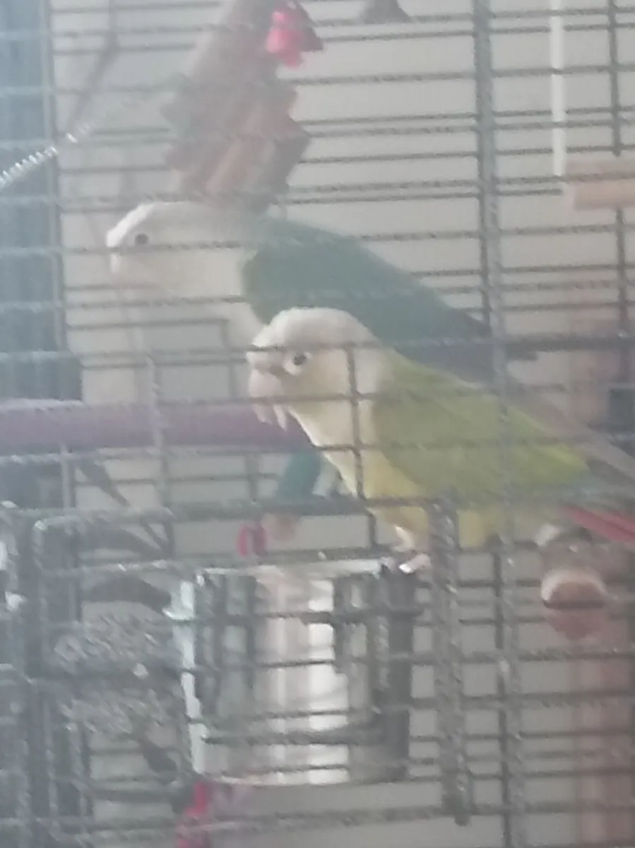 Conures - Image 1