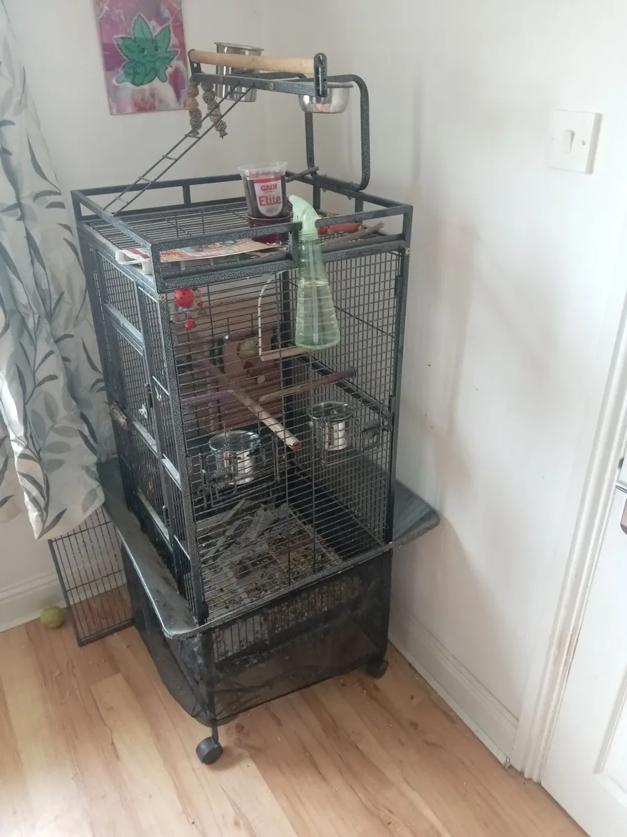 Conures - Image 2