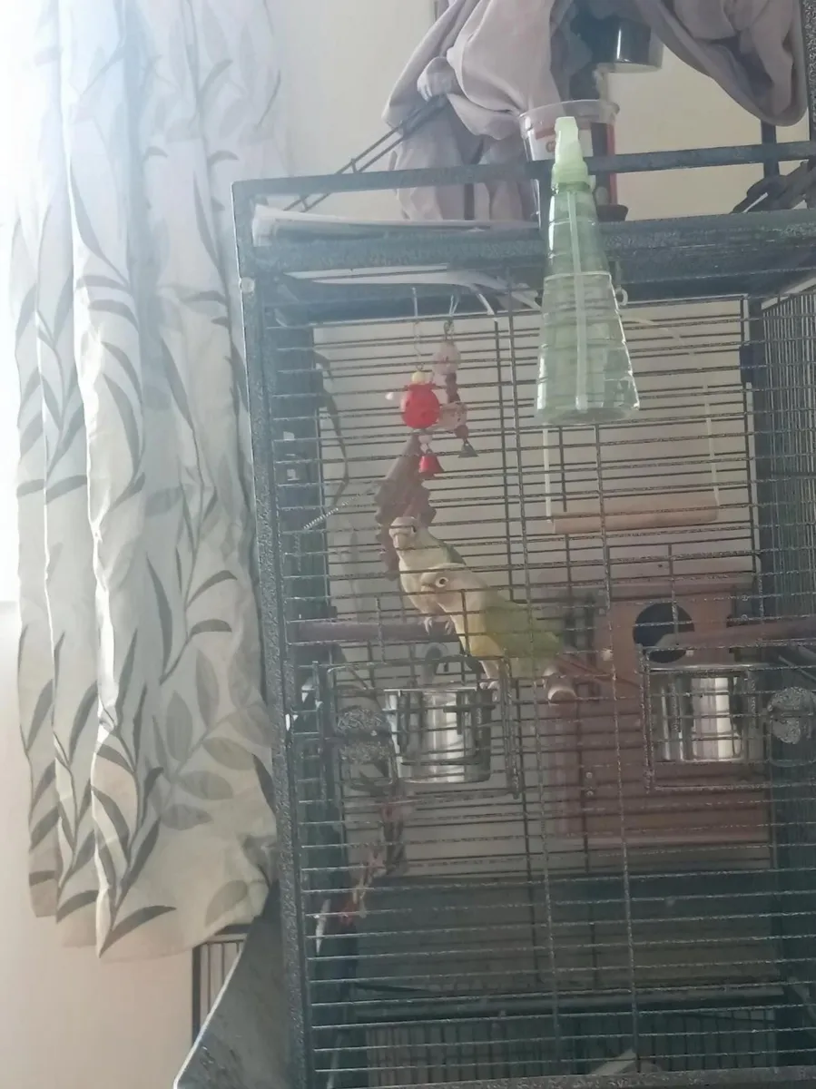 Conures - Image 3