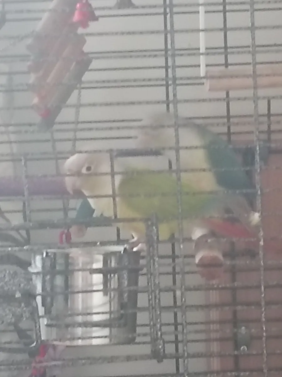 Conures - Image 4
