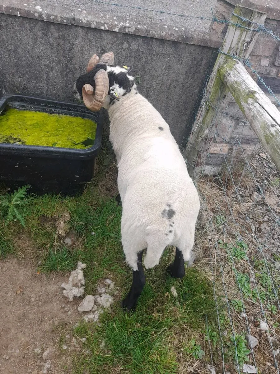 Lanark ram sis - Image 4