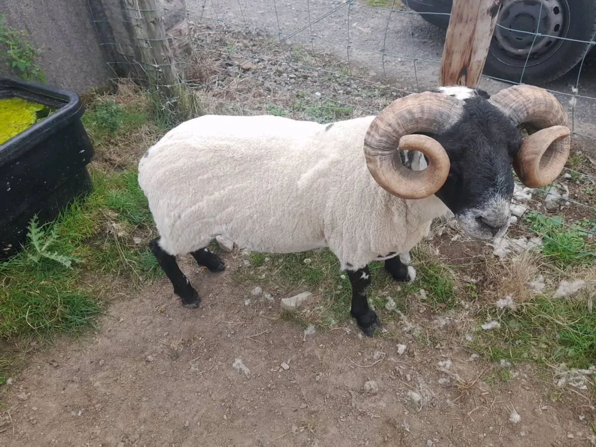 Lanark ram sis - Image 2