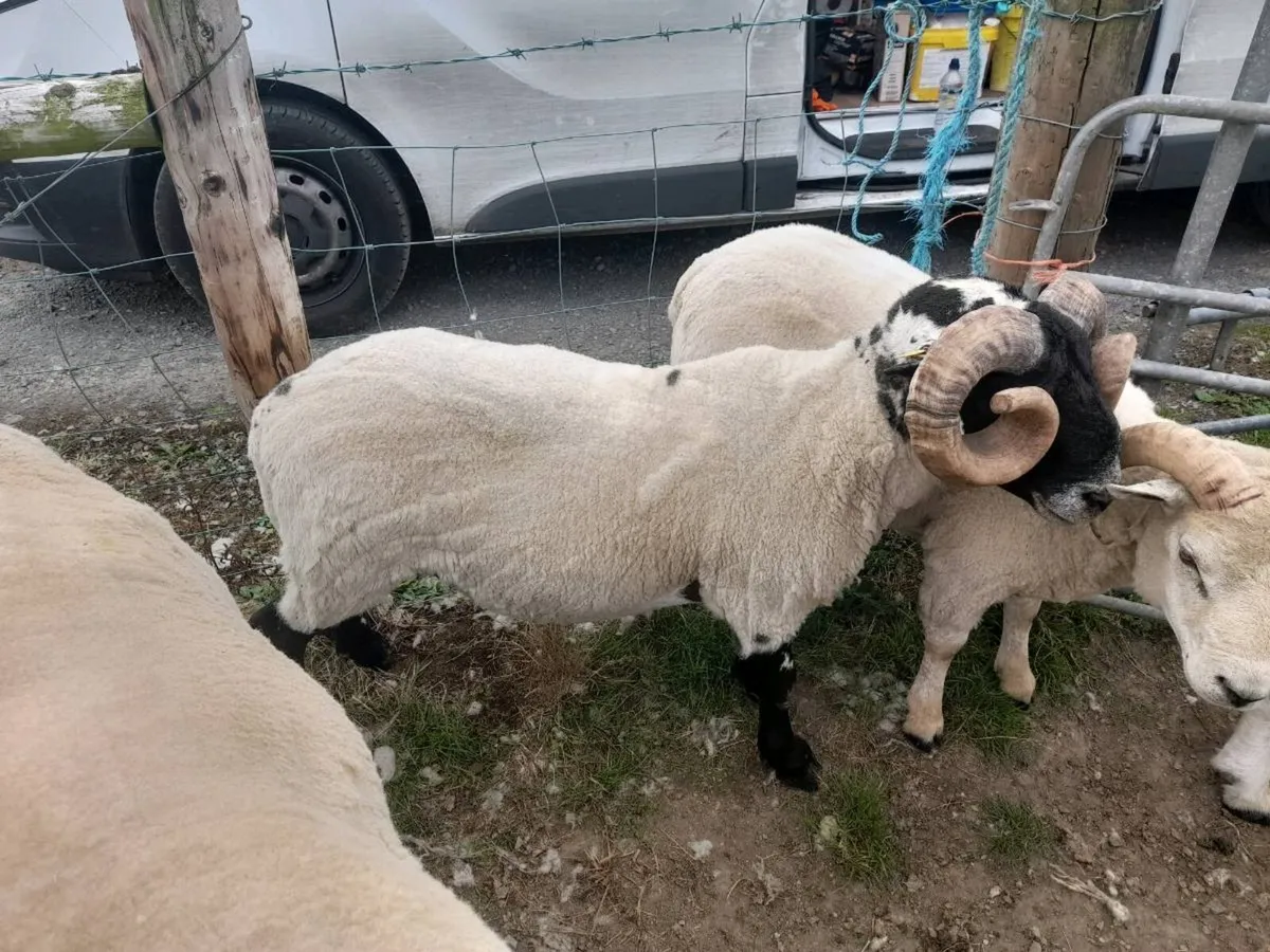 Lanark ram sis - Image 3