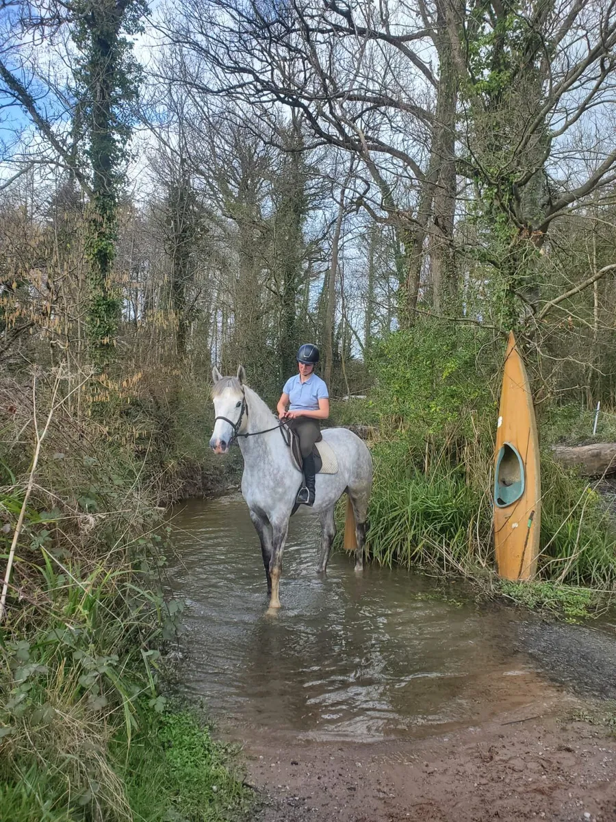 4yr Old (RID) Irish Draft Filly - Image 2