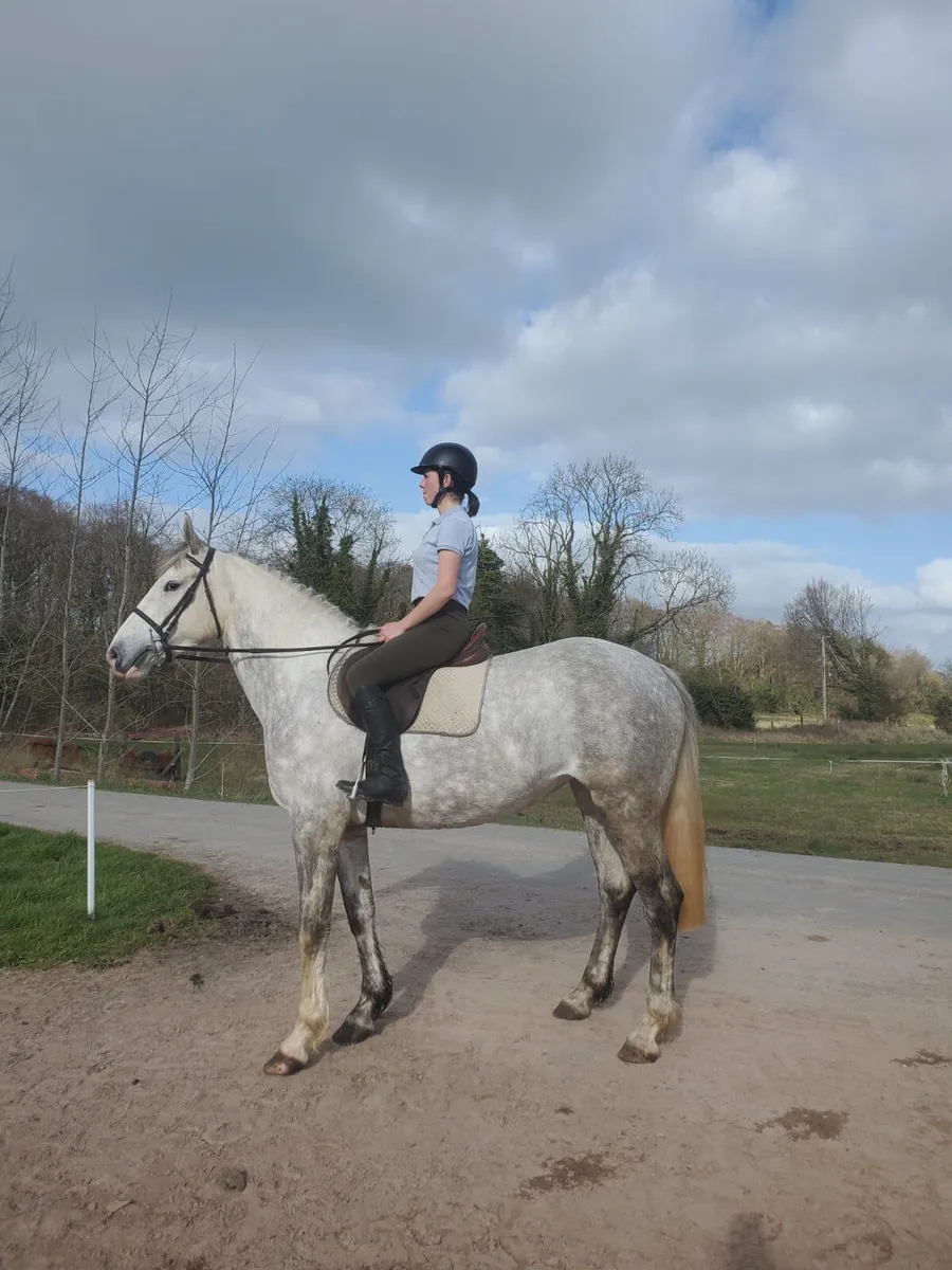 4yr Old (RID) Irish Draft Filly - Image 3