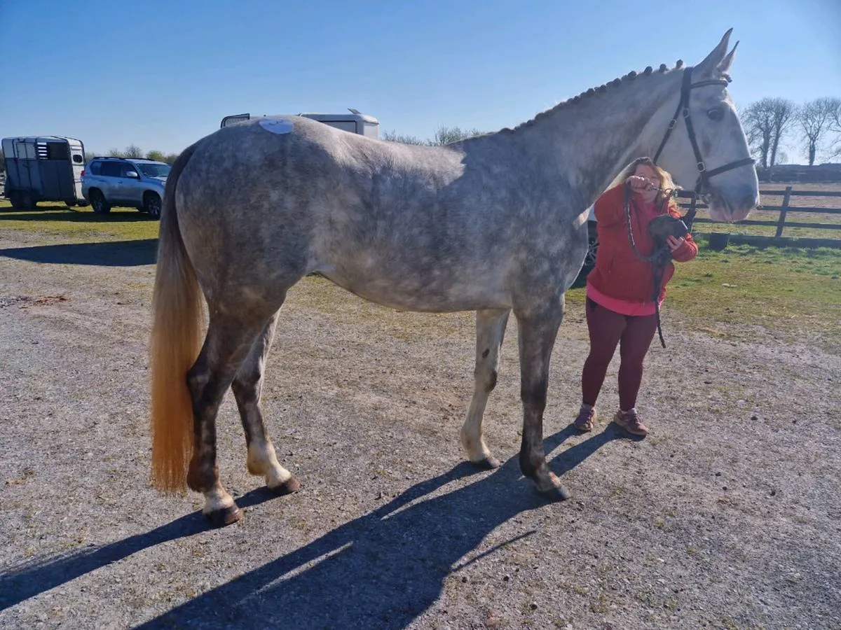 4yr Old (RID) Irish Draft Filly - Image 4