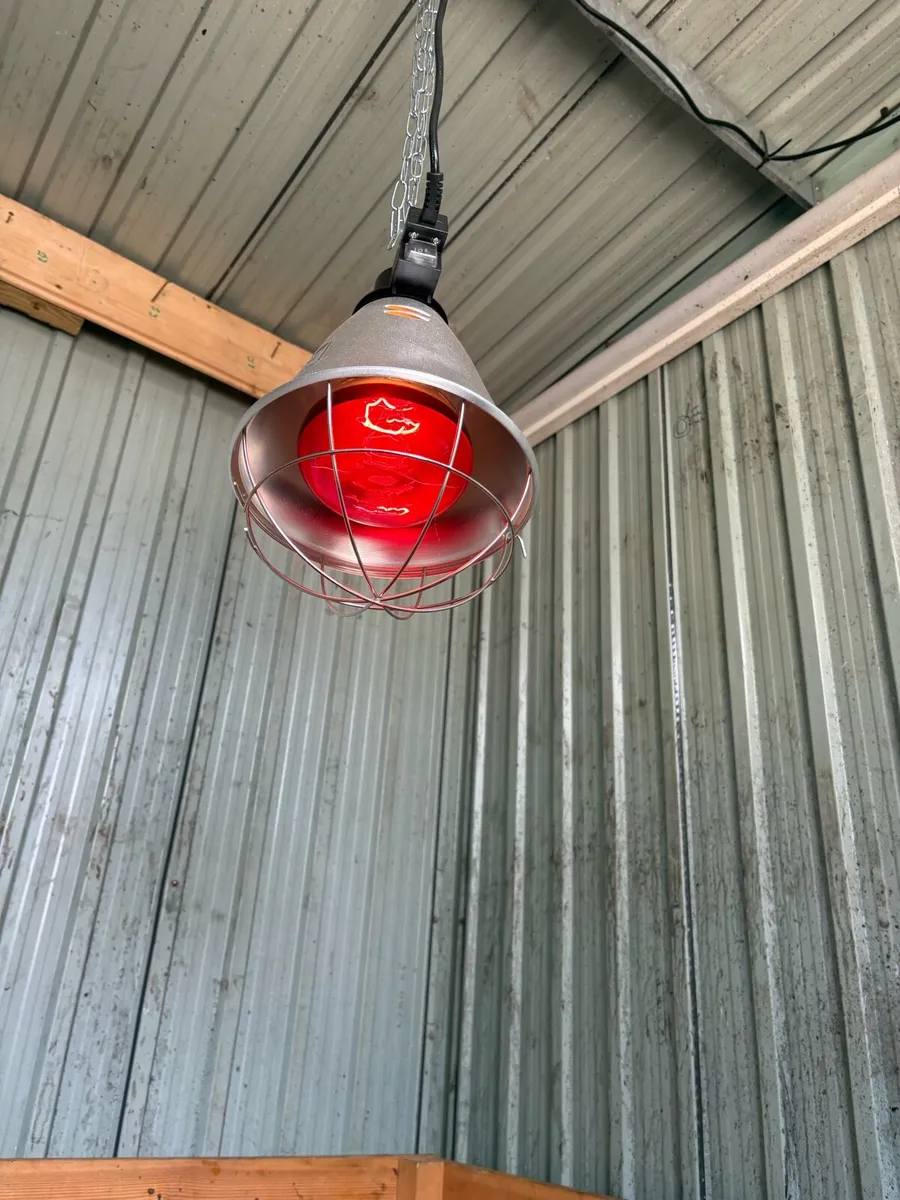 Welping box/heat lamp - Image 4