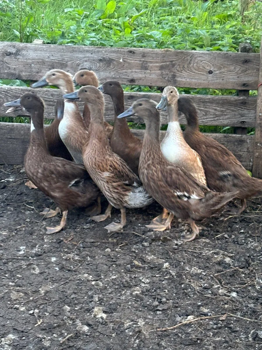 Selection of Poultry - Image 1