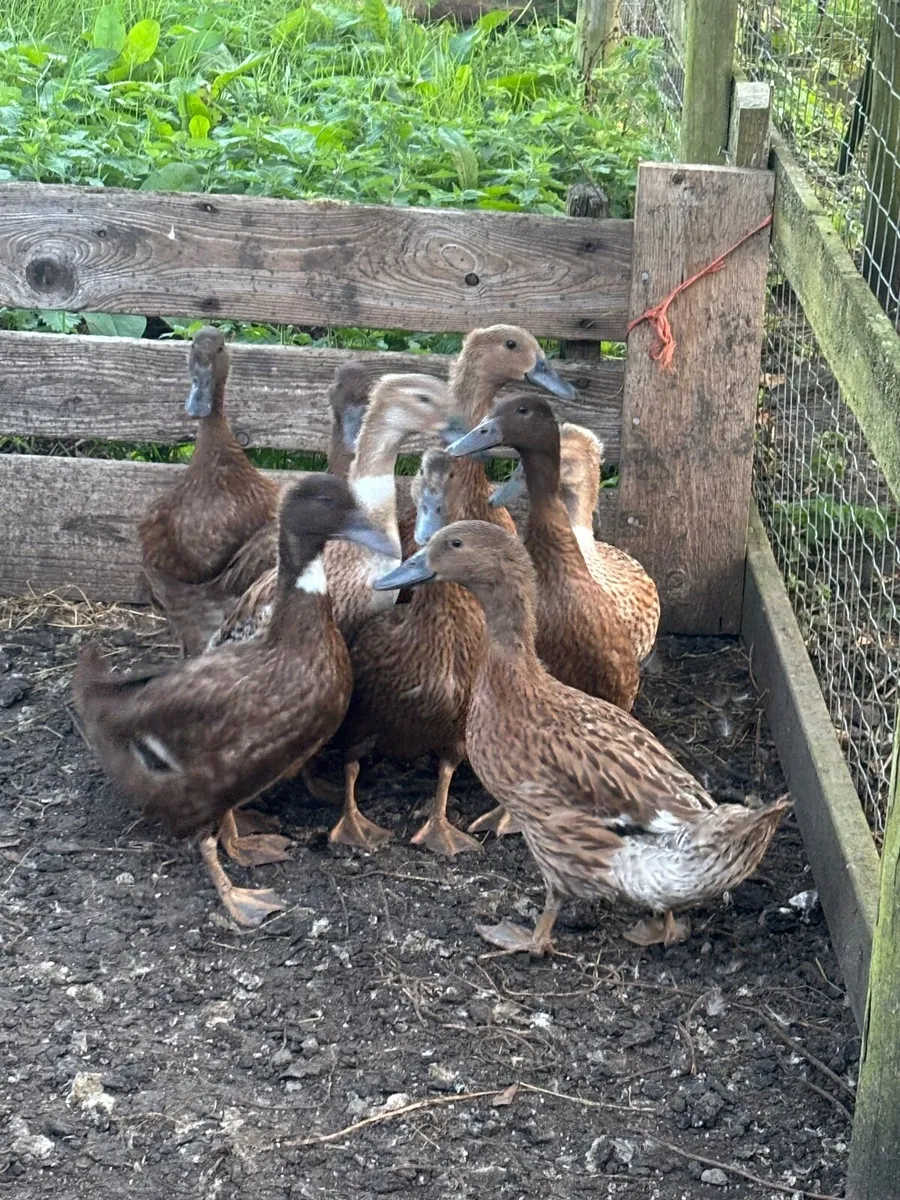 Selection of Poultry - Image 2