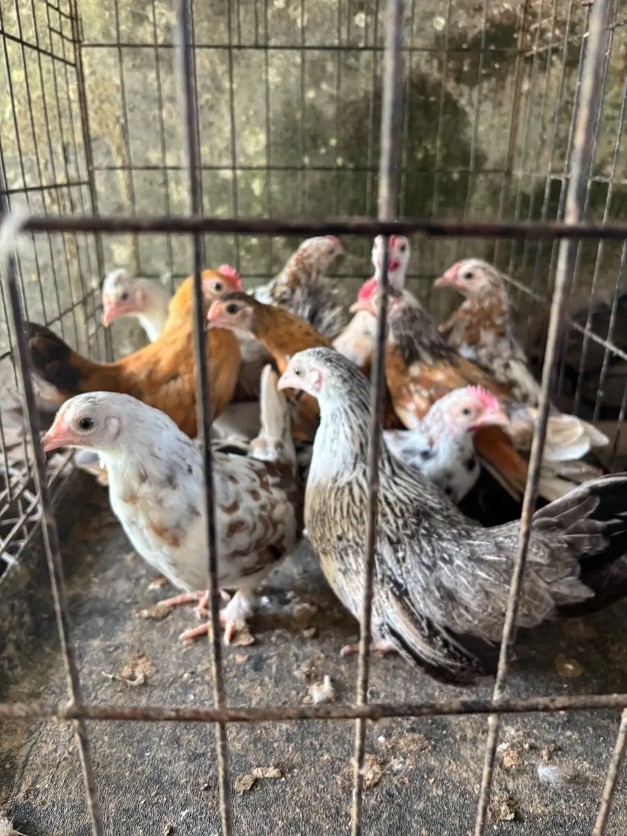 Selection of Poultry - Image 3