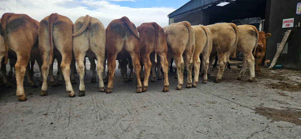 20 Smashing CHX and LMX Heifers. - Image 1
