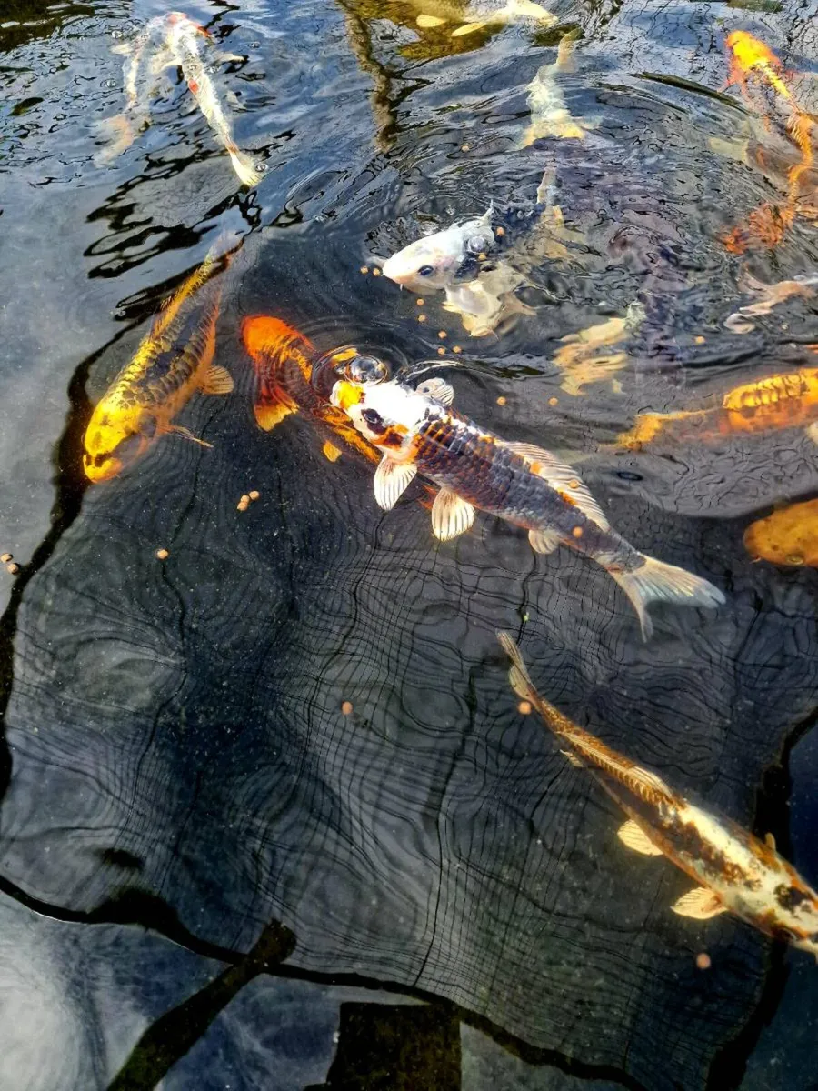 Japanese Koi - Image 2