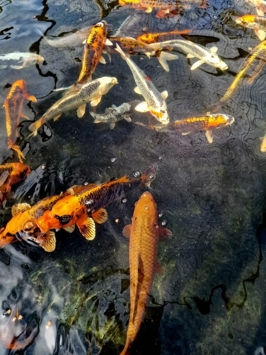Japanese Koi - Image 3