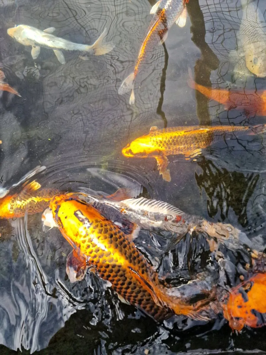 Japanese Koi - Image 4