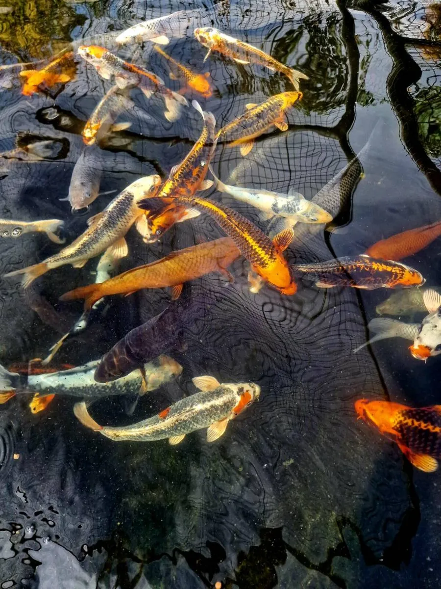 Japanese Koi - Image 1