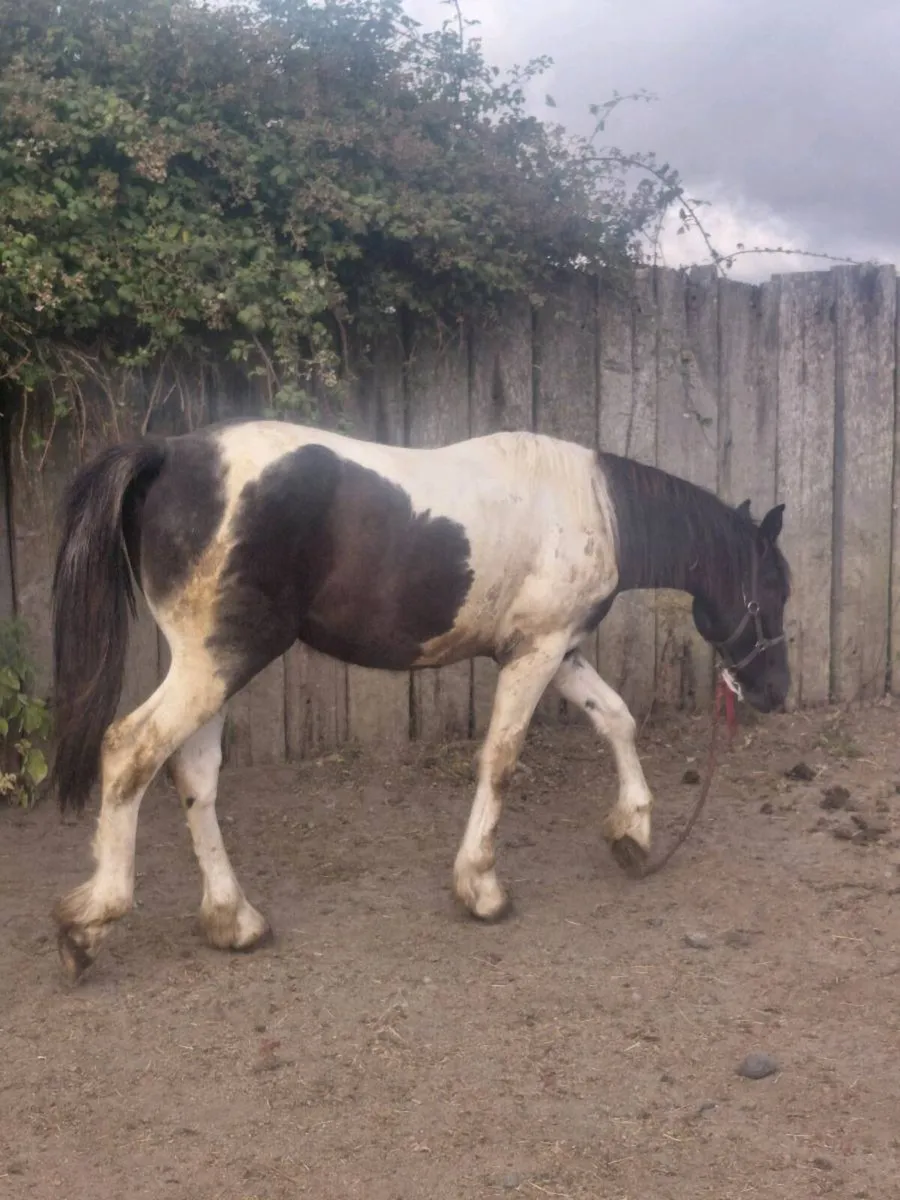 Yearling gelding, draught x cob - Image 1