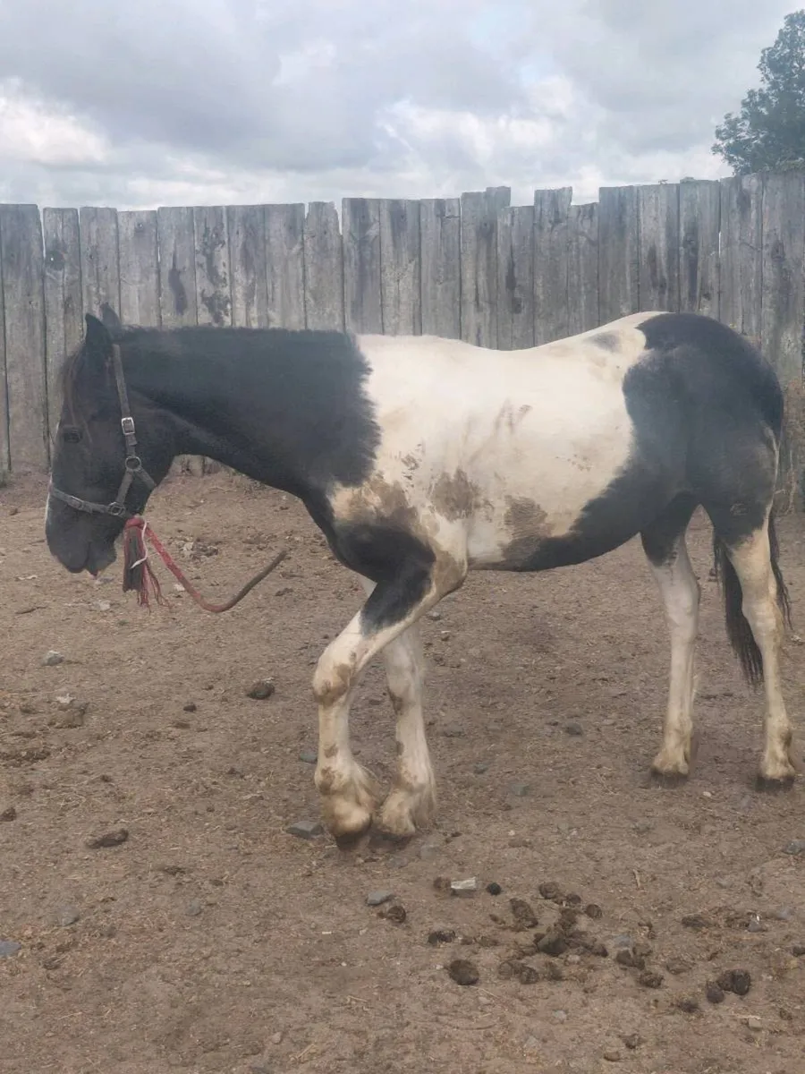 Yearling gelding, draught x cob - Image 2