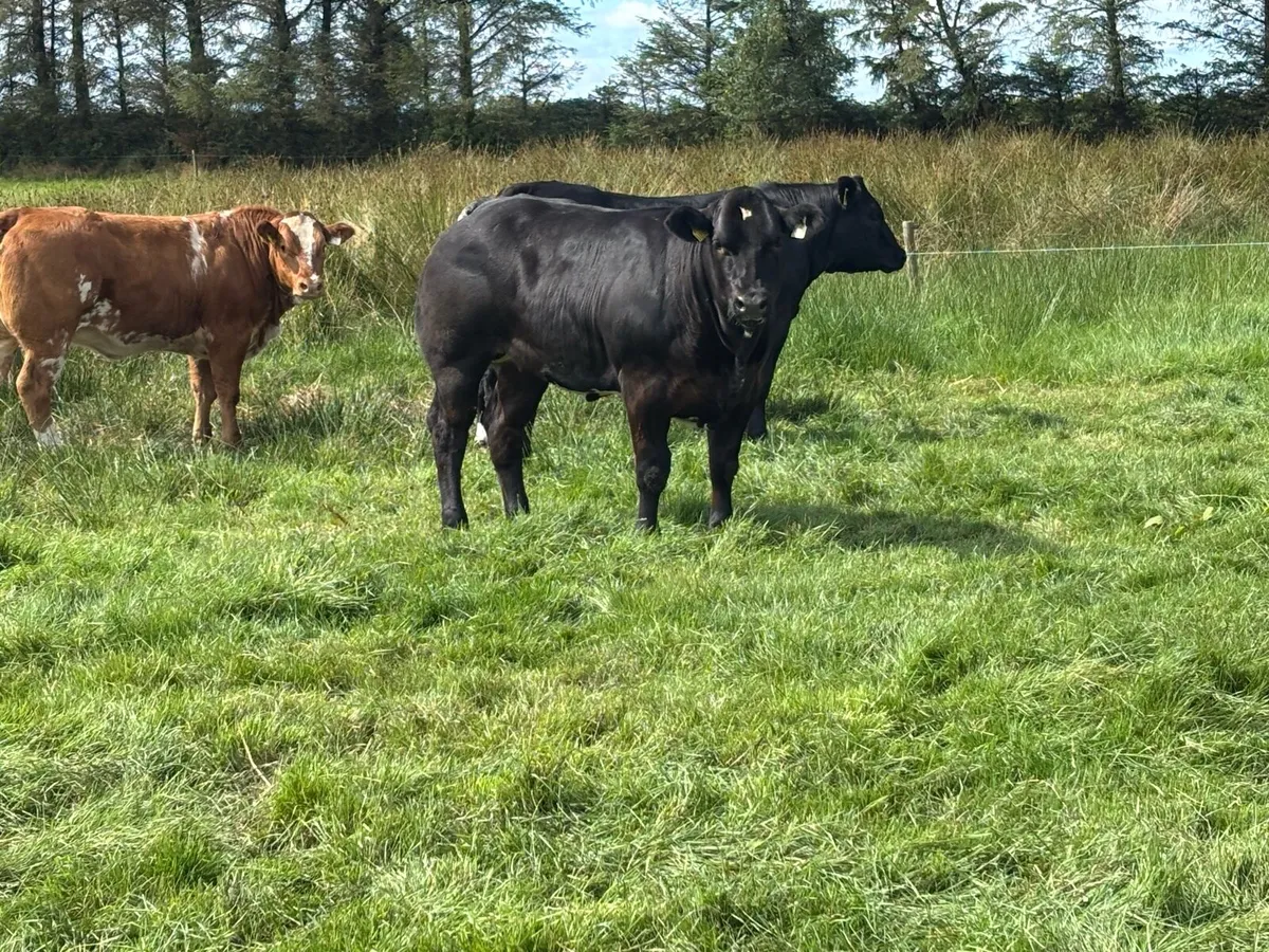 Breeding/Show Heifers 💥 lot 654-657 💥 - Image 2
