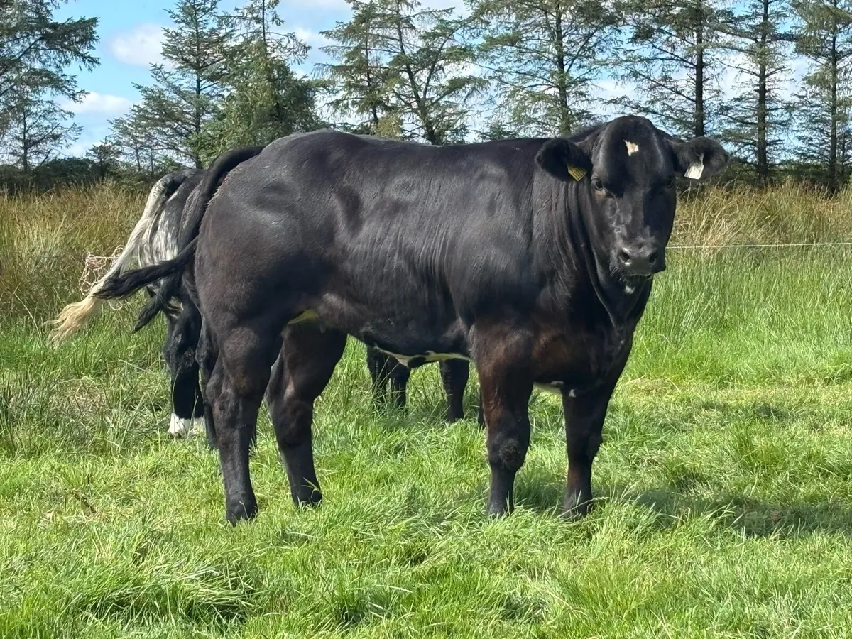 Breeding/Show Heifers 💥 lot 654-657 💥 - Image 3