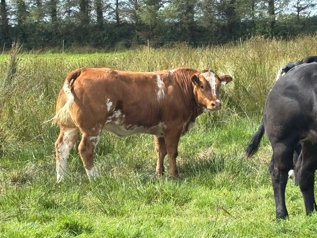 Breeding/Show Heifers 💥 lot 654-657 💥 - Image 4