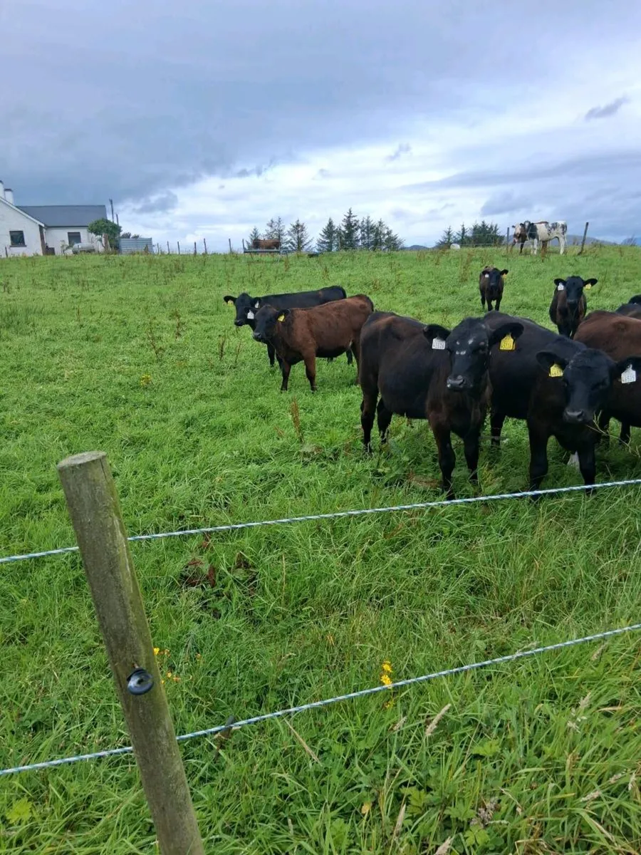 Angus  heifer weanlings - Image 2