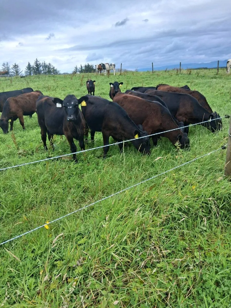 Angus  heifer weanlings - Image 3
