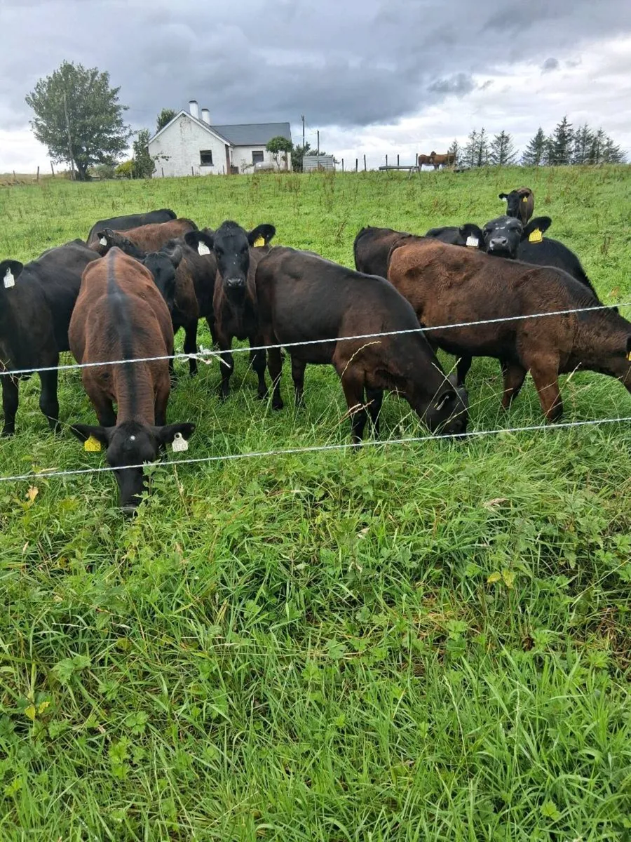 Angus  heifer weanlings - Image 1