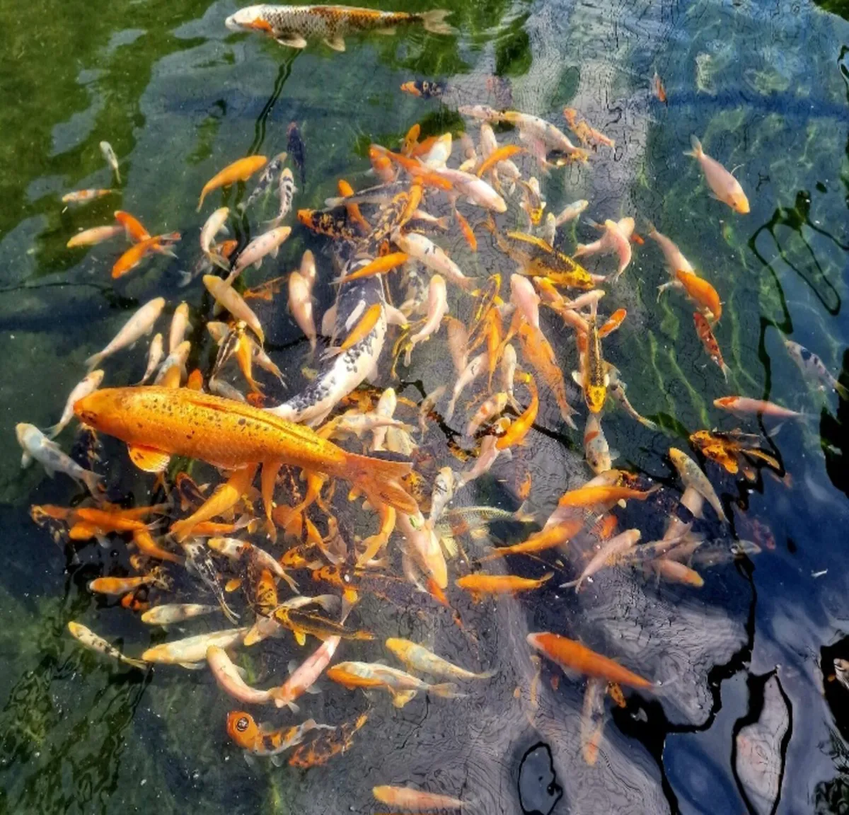 Japanese Koi - Image 1