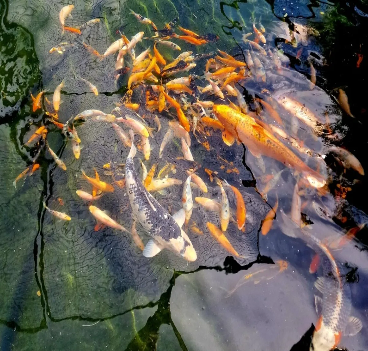 Japanese Koi - Image 2