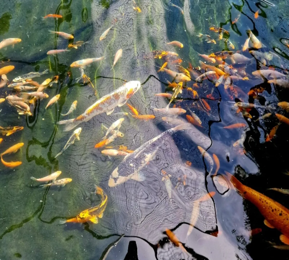 Japanese Koi - Image 4