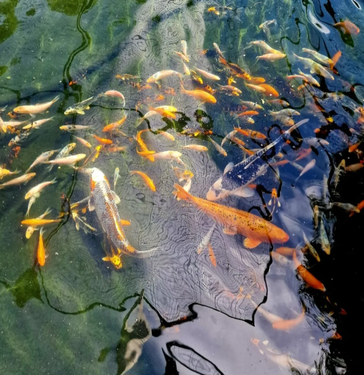 Japanese Koi - Image 3