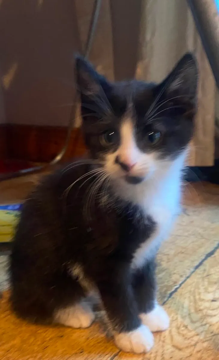 Kittens - Image 1