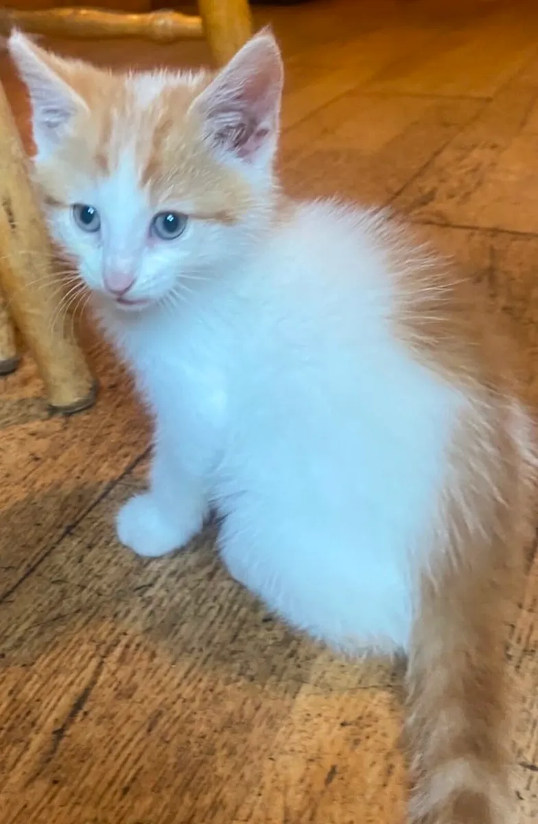 Kittens - Image 2