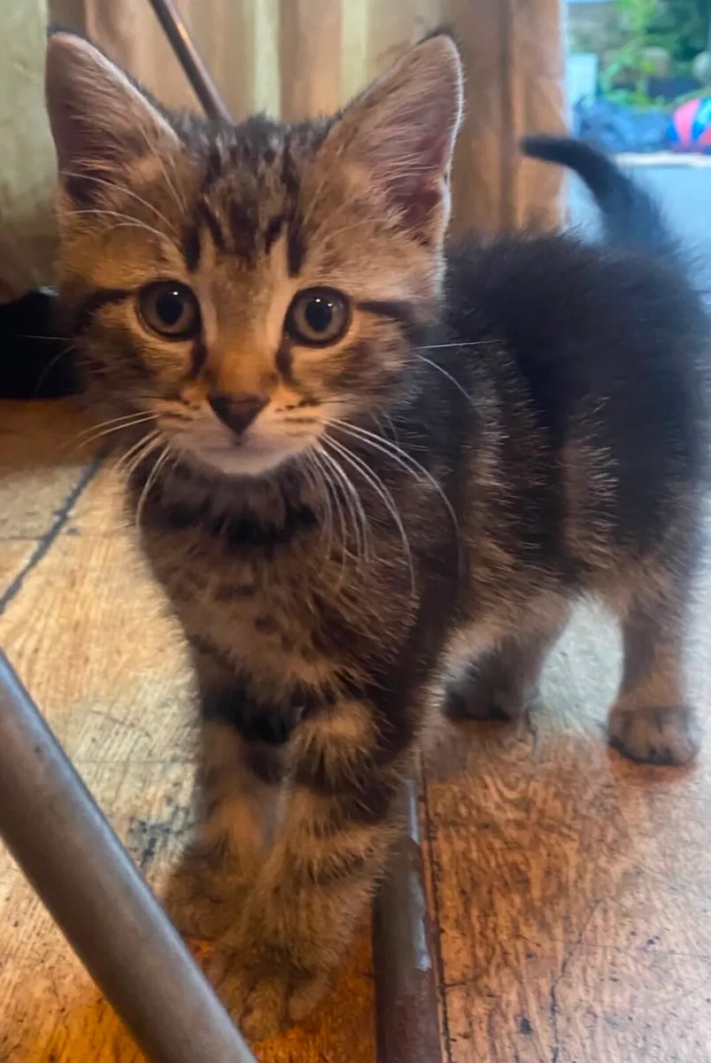Kittens - Image 3